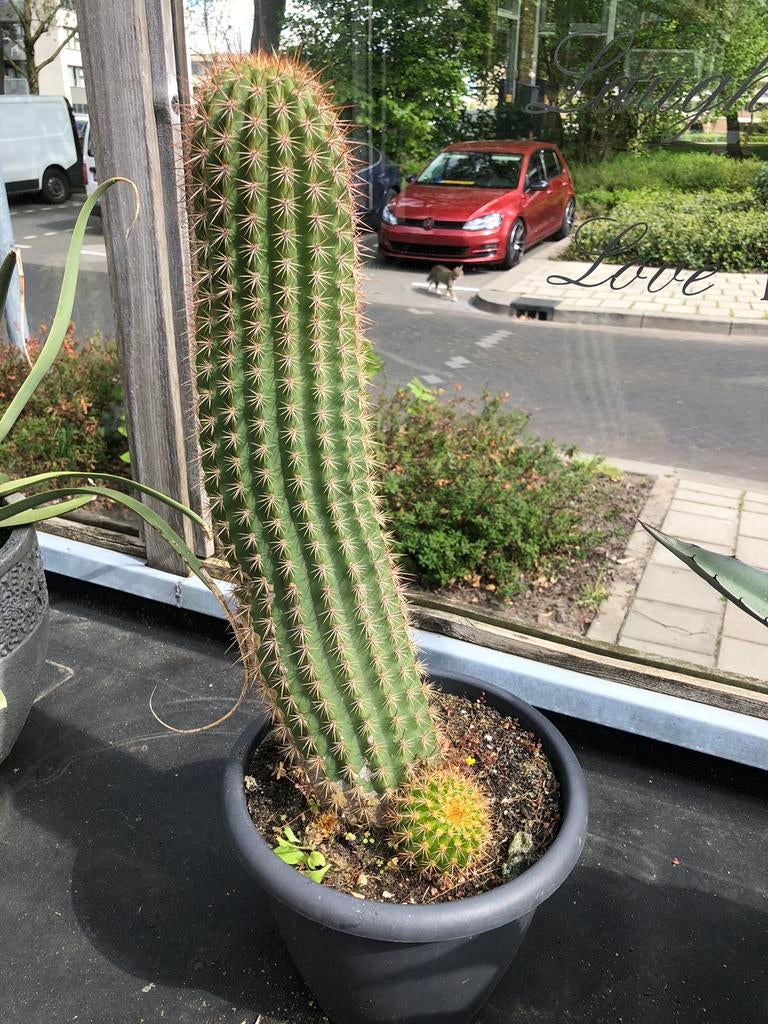 Cactus, Overige soorten, Minder dan 100 cm, Zomer, Ophalen