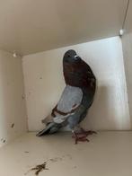 Horseman kropper, Mannelijk