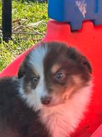 Border collie pups, Parvo, België, Fokker | Hobbymatig, 8 tot 15 weken