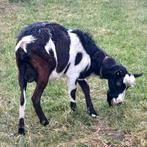 Gezocht: Nederlandse Bonte melkgeiten 2+ jaar, Dieren en Toebehoren, Meerdere dieren, Geit, 3 tot 5 jaar