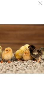 Gezocht: Jonge kriel kuikens:wyandotte, sebright, serama, Vrouwelijk, Kip