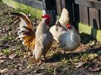 Aangeboden 3 serama mini kipjes 1 haan en 2 hennetjes, Dieren en Toebehoren, Pluimvee, Meerdere dieren, Kip