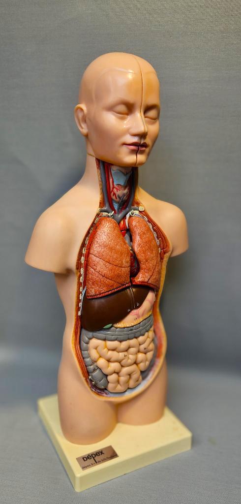 Anatomisch Torso Model, Antiek en Kunst, Curiosa en Brocante, Verzenden