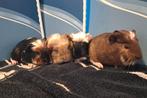 Beertjes zeugjes cavia. Lieve Engels gekruinde babycavia's, Meerdere dieren, Tam, Maart, Cavia