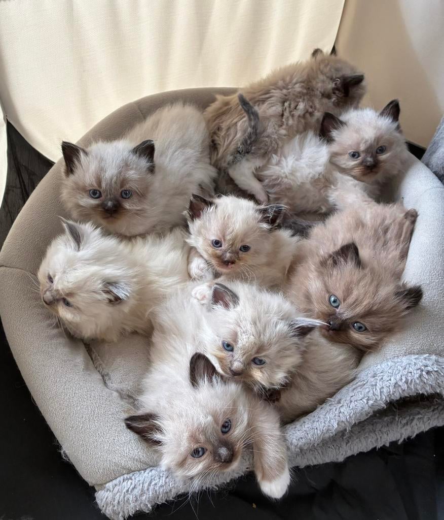 Ragdoll kittens - Te schattig - 2 nestjes, Meerdere dieren, Gechipt, 0 tot 2 jaar