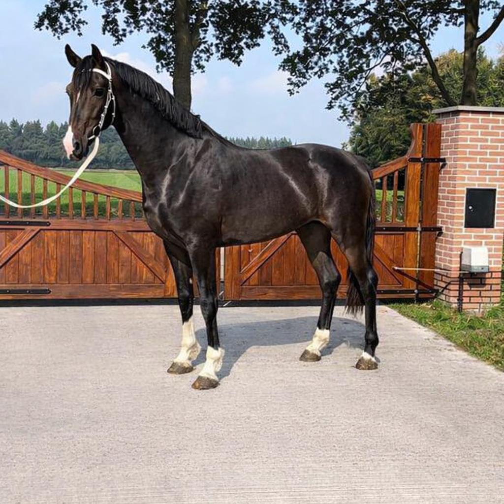 3 jarige tuig/menpaard ruin, Dieren en Toebehoren, Paarden, Met stamboom, Ruin, Niet van toepassing, 3 tot 6 jaar