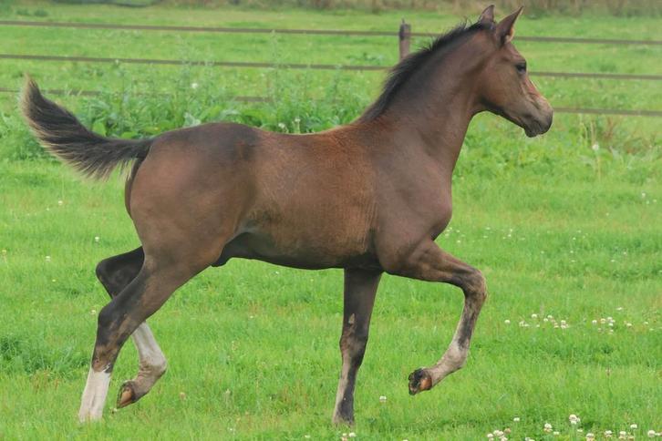 Stoere jaarling hengst Omar Sharif x Rhodium x Jazz, Dieren en Toebehoren, Paarden, Hengst, Minder dan 160 cm, 0 tot 2 jaar, Dressuurpaard