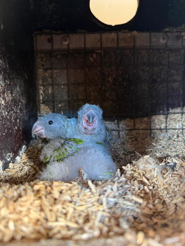 Bonte Boeren geb begin maart, Dieren en Toebehoren, Vogels | Parkieten en Papegaaien, Papegaai, Meerdere dieren, Tam