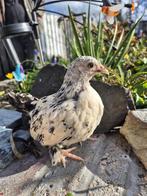 Hennen sabelpoot krielbroedeieren e, Dieren en Toebehoren, Pluimvee, Vrouwelijk, Kip