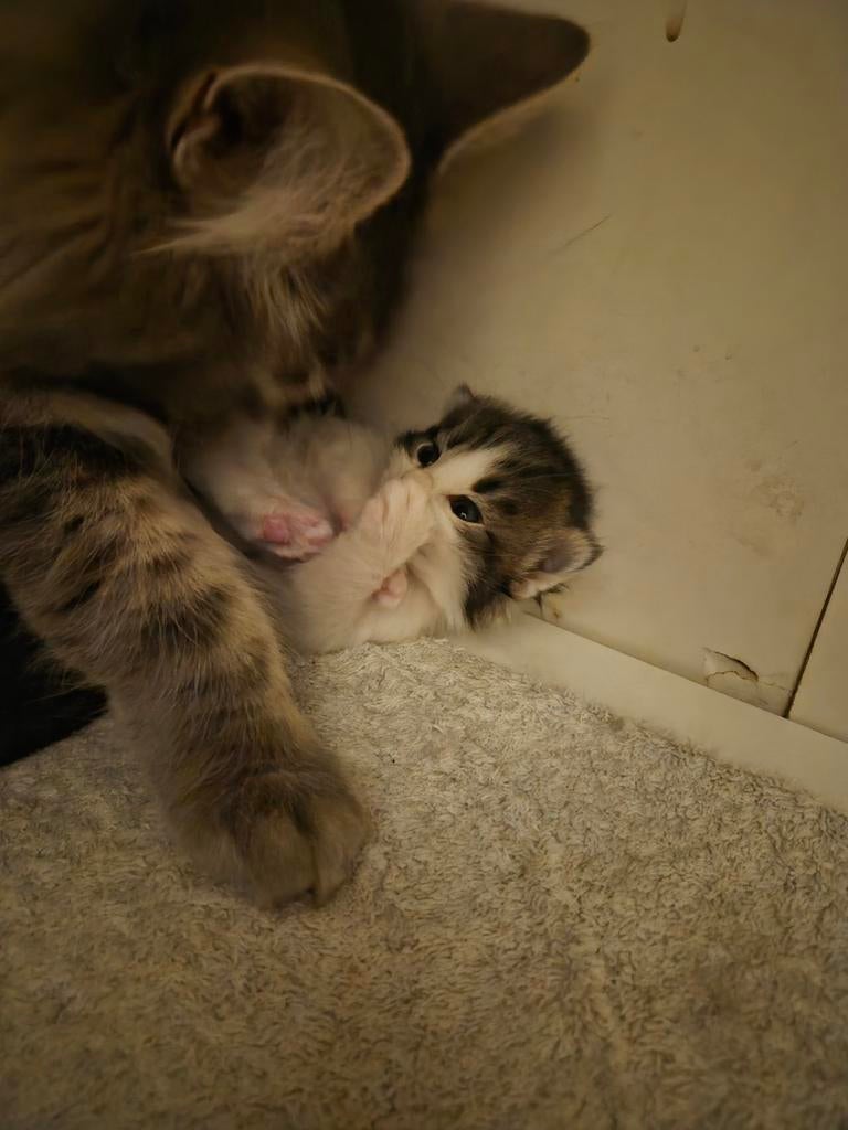 Superlieve en mooie mixjes Noorse boskat/ragdoll, Dieren en Toebehoren, Katten en Kittens | Raskatten | Langhaar, Meerdere dieren