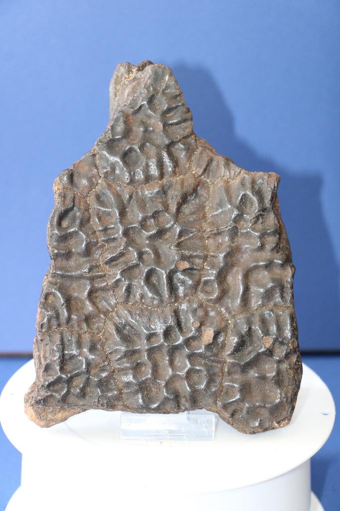Schildpad randplaat, Ophalen of Verzenden, Fossiel