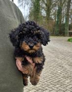Lieve Black en Tan Toy Poedel Pup, Poedel, Reu, Eén hond, Nederland
