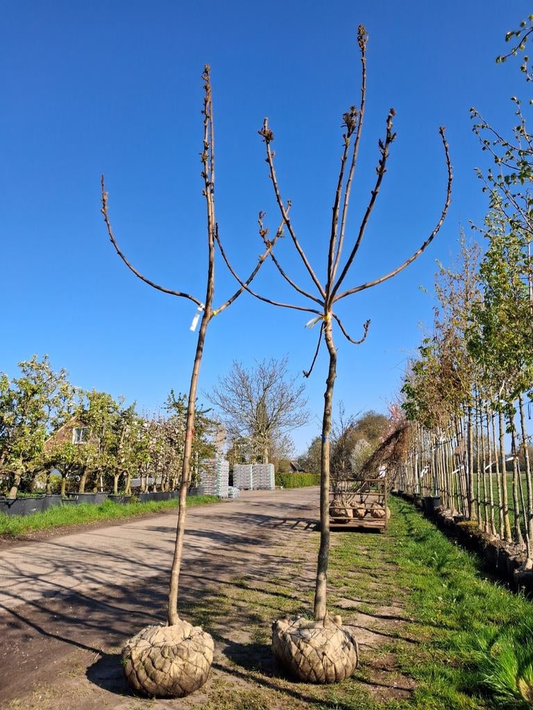 Rhus typhina (Fluweelboom) - 10-12 cm draadkluit, Tuin en Terras, Ophalen of Verzenden, Halfschaduw, Overige soorten