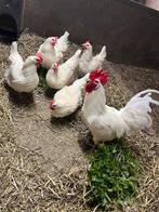 Broedeieren poule de bresse kippen, Dieren en Toebehoren, Pluimvee, Geslacht onbekend, Kip