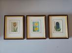 Set van 3 ingelijste botanische prints - Bloemen, Minder dan 50 cm, Ophalen of Verzenden, Minder dan 50 cm, Print