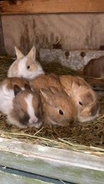 Super lieve baby dwerg konijntjes (9weken), Dieren en Toebehoren, Mannelijk, Dwerg, 0 tot 2 jaar