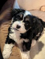 Maltezer x Chichu pups te koop - 5 Beschikbaar, Parvo, Overige rassen, 8 tot 15 weken, Meerdere