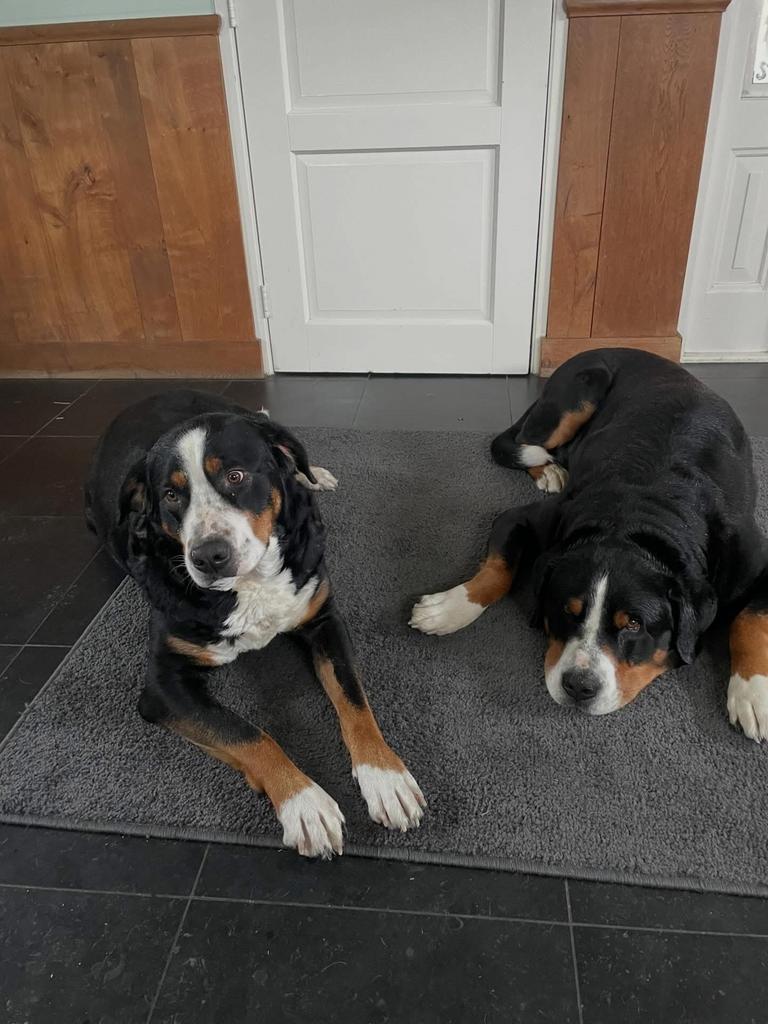 Grote Zwitserse Sennen pups, nog 1 teefje beschikbaar., Dieren en Toebehoren, Parvo, Meerdere, Meerdere dieren, Nederland