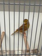 Bastaard man van roodmus X groenling, Mannelijk, Bastaard