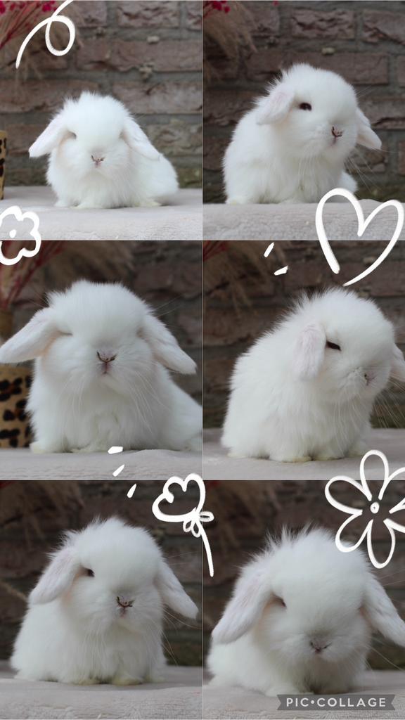 Raszuiver minilop baby konijntje, Dieren en Toebehoren, Konijnen, Meerdere dieren, Dwerg