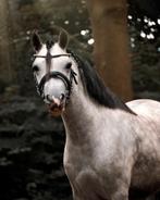 Chique,, lieve A welsh merrie, Dieren en Toebehoren, Merrie, B, Met stamboom, A pony (tot 1.17m)