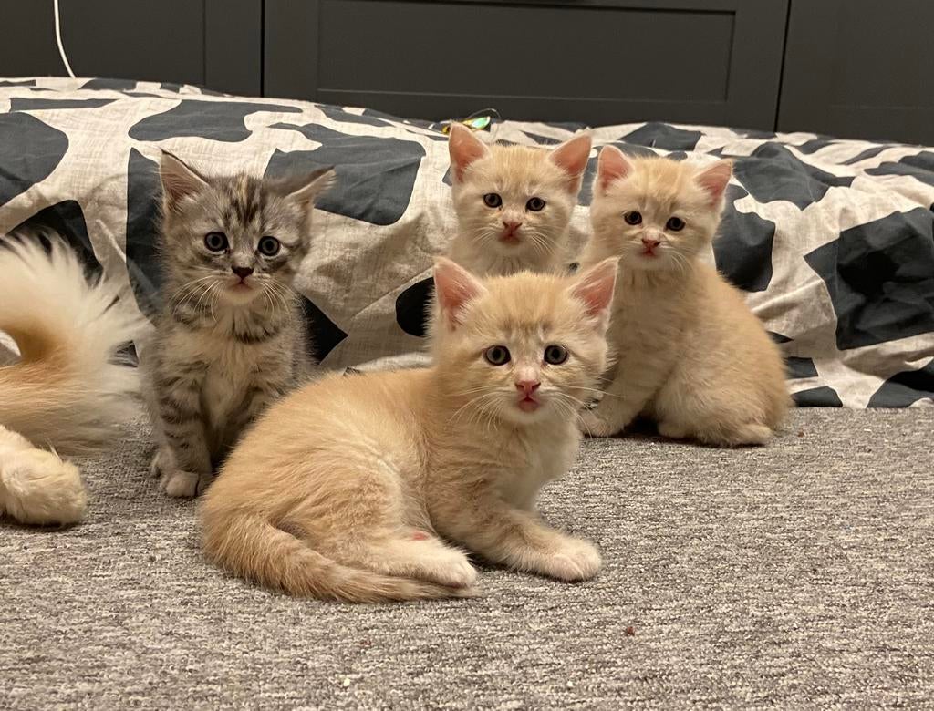 BESCHIKBAAR! Maine coon x kittens creme, licht rood katers, Dieren en Toebehoren, Katten en Kittens | Overige Katten, Kater