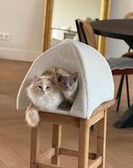 2 Ragdoll katers (1 jaar) zoeken samen een liefdevol thuis, Dieren en Toebehoren, Kater, Met stamboom