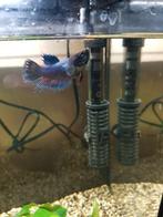 Betta vrouw (kemp vis), Dieren en Toebehoren, Ophalen, Zo goed als nieuw