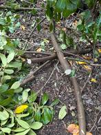 Takken laurier, Minder dan 3 m³, Ophalen