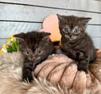 🤎🤎 5 lieve brits korthaar chocolade cinnemon 🤎🤎, Meerdere dieren, Gechipt