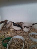 chinese dwerg kwartels, Dieren en Toebehoren, Pluimvee, Meerdere dieren, Overige soorten