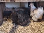Trio zijdehoenders, Dieren en Toebehoren, Pluimvee, Meerdere dieren, Kip