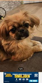 Kleine pekingees pup van 7 maande, Particulier, 15 weken tot 1 jaar, Buitenland, Teef