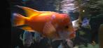 Amphilophus Citrinellum XL, Dieren en Toebehoren, Vissen | Aquariumvissen, Vis