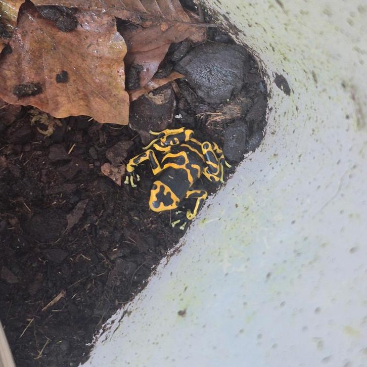 Dendrobates leucomelas Frog - male for sale from jasper