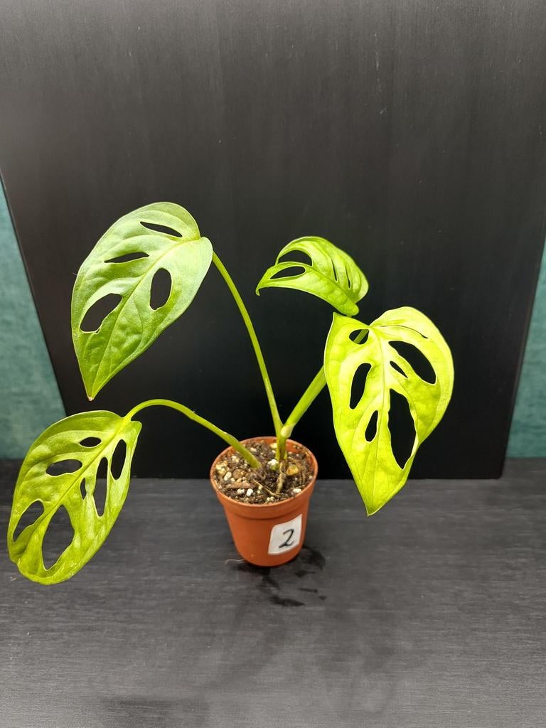 Monstera adansonii stekje 2, Ophalen, Overige soorten, Halfschaduw, Minder dan 100 cm