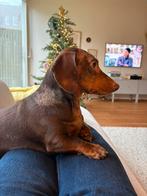 (Vakantie) oppas voor teckel Charlie gezocht, Particuliere oppas