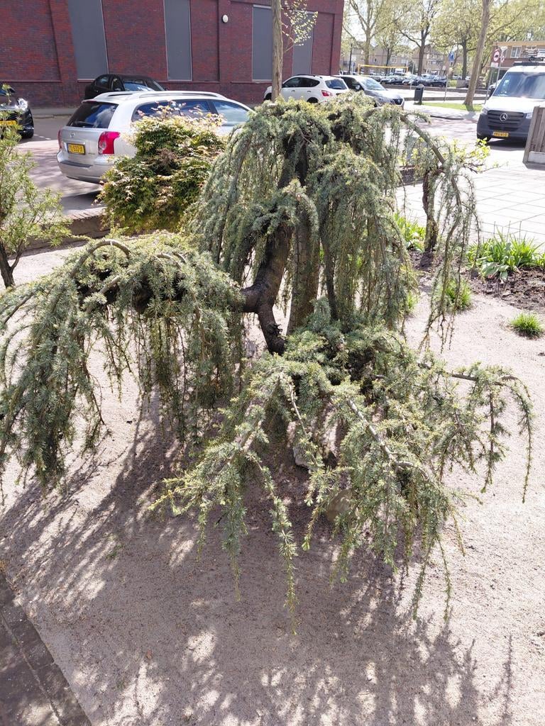 Libanese Ceder, Tuin en Terras, Planten | Bomen, Ophalen, Volle zon, Overige soorten