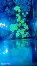 Caulustrea stekken, Overige typen, Zoutwatervis