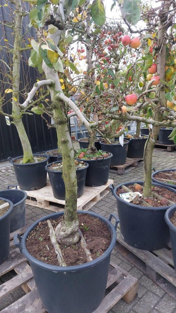 Verschillende fruitbomen in pot, Ophalen, Lente, Volle zon, In pot