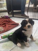 Kruising australian/kooiker, Eén persoon, Ticket of Toegangskaart