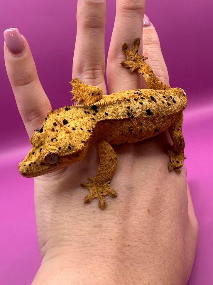 Wimpergekko vrouw super dalmatian Crested Gecko - female for sale from RX Cresties