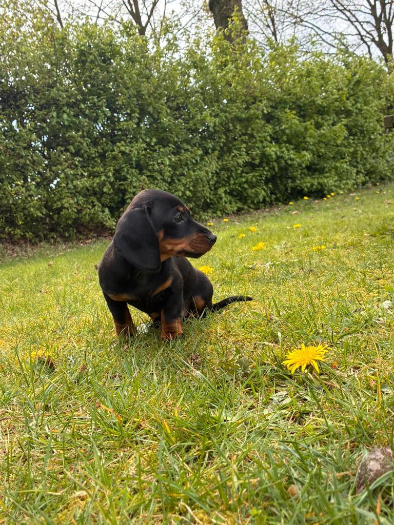 Te koop zeer mooie black and tan korthaar dwerg teckel pups, Dieren en Toebehoren, Honden | Teckels en Dashonden, Parvo, Nederland