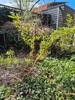 Kronkelwilg, Ophalen, Overige soorten, Volle zon