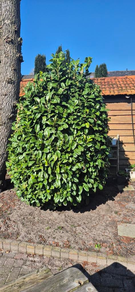 Laurier struik, Tuin en Terras, Planten | Struiken en Hagen, Ophalen, Laurier, Struik, 100 tot 250 cm