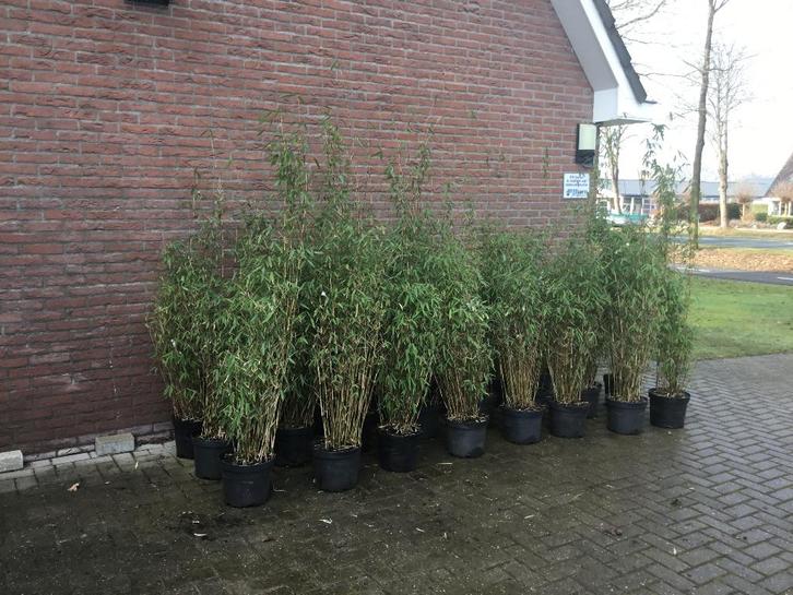 Fargesia nitida Winter Joy, niet woekerende bamboe!!!, Tuin en Terras, Planten | Struiken en Hagen, Haag, Bamboe, 100 tot 250 cm