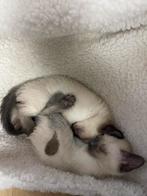 thai siamees kittens, Dieren en Toebehoren, Katten en Kittens | Raskatten | Korthaar, Poes, Ontwormd