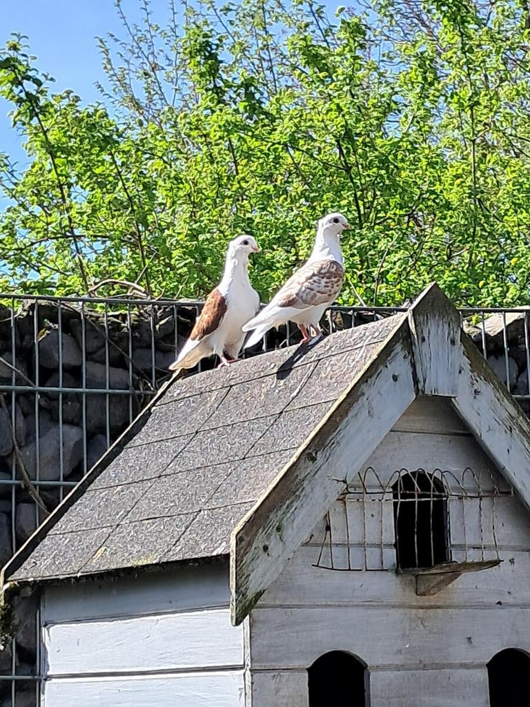 Duitse meeuwtjes koppel, Meerdere dieren, Overige soorten