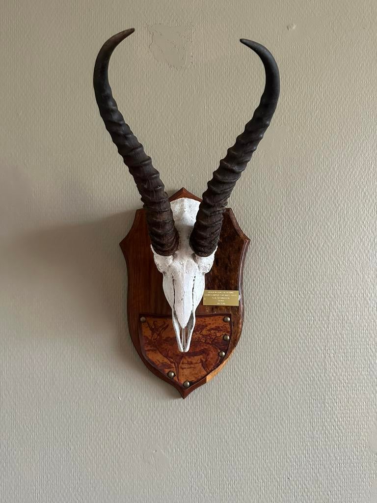 Springbok hoorns op schild taxidermie, Ophalen of Verzenden, Gewei of Kop