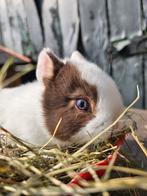 Loffelohr konijntjes blauwe ogen, Meerdere dieren, Klein